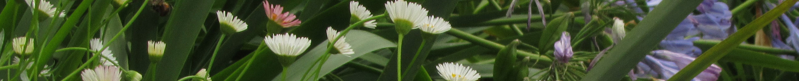 Ground Covers And Gardening