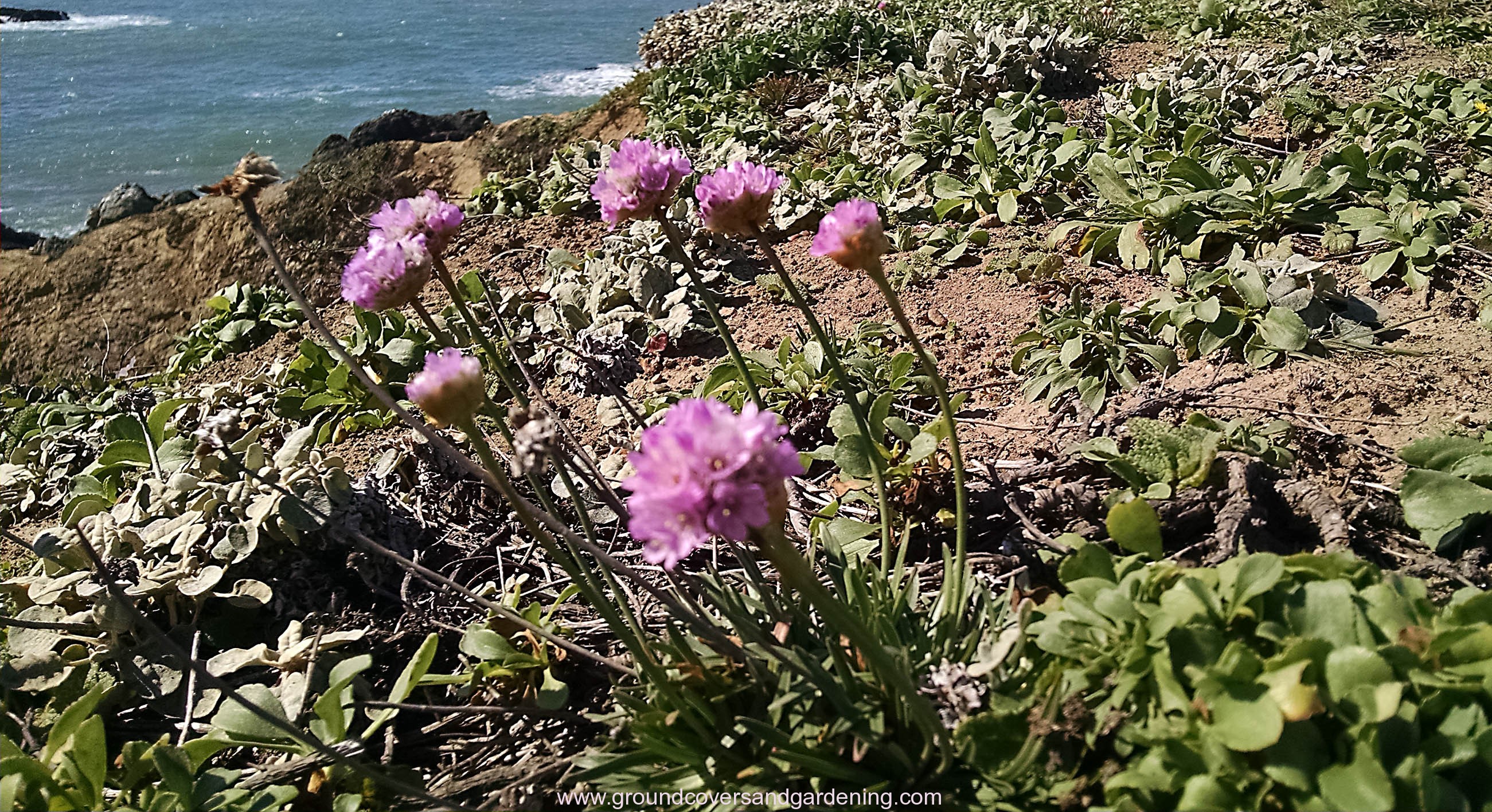 Time To Grow Gopher Resistant Plants