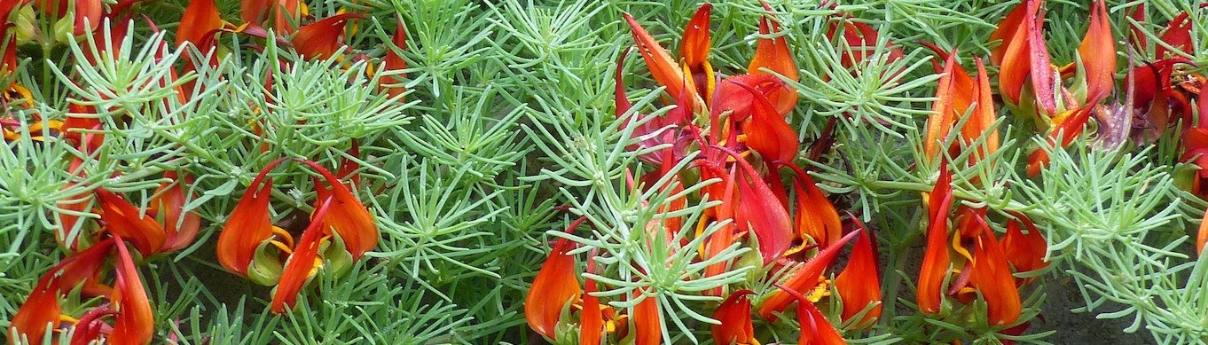 Ground Covers And Gardening